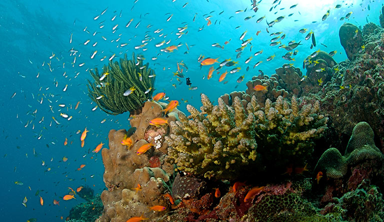 the-coral-reef-at-the-neil-island-andaman-india